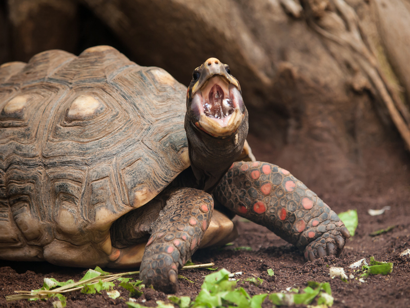 More Lettuce! MORE! | Flickr Photo by William Warby