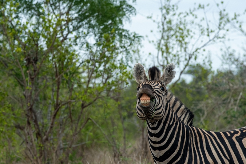 Say Cheese | Alamy Stock Photo by Tony Campbell