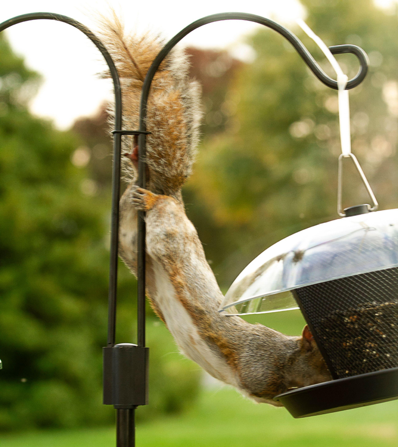 I Am So Hungry | Alamy Stock Photo by Trudy Wilkerson