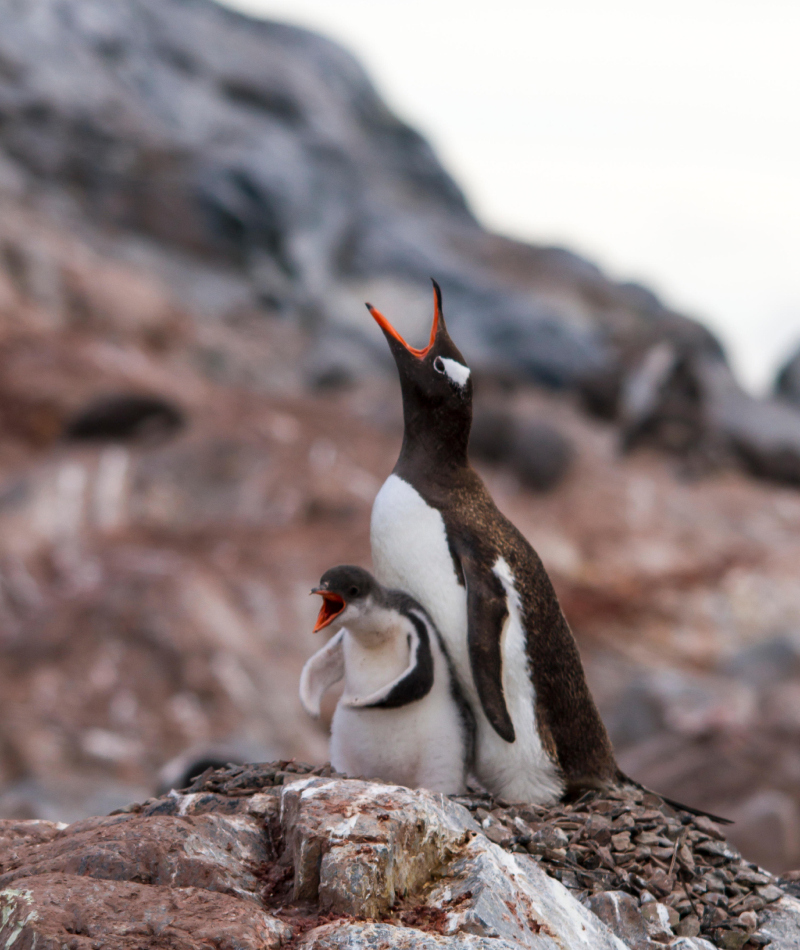 Like Mother Like Daughter | Alamy Stock Photo by Graham Racher