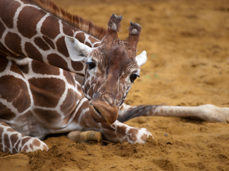 Whatchu Lookin' At, Bub? | Flickr Photo by William Warby