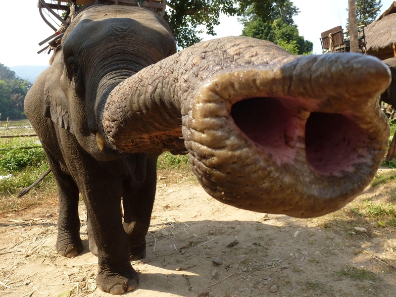 Elephant Playing Some Elefunk With His Trunk! | Alamy Stock Photo by Christian Nuebling