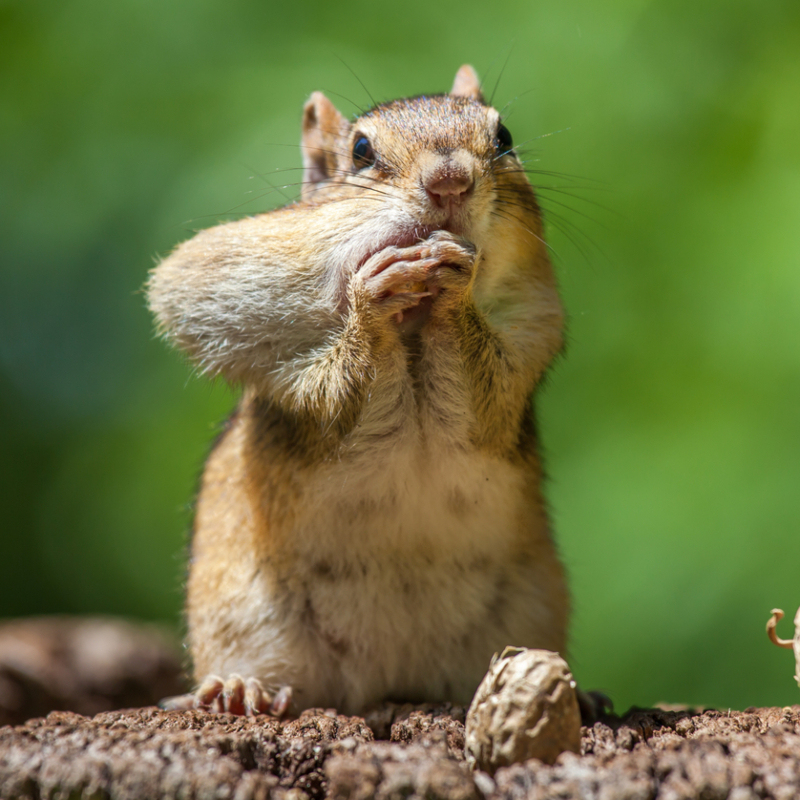 Do I Have Something in My Teeth? | colacat/Shutterstock