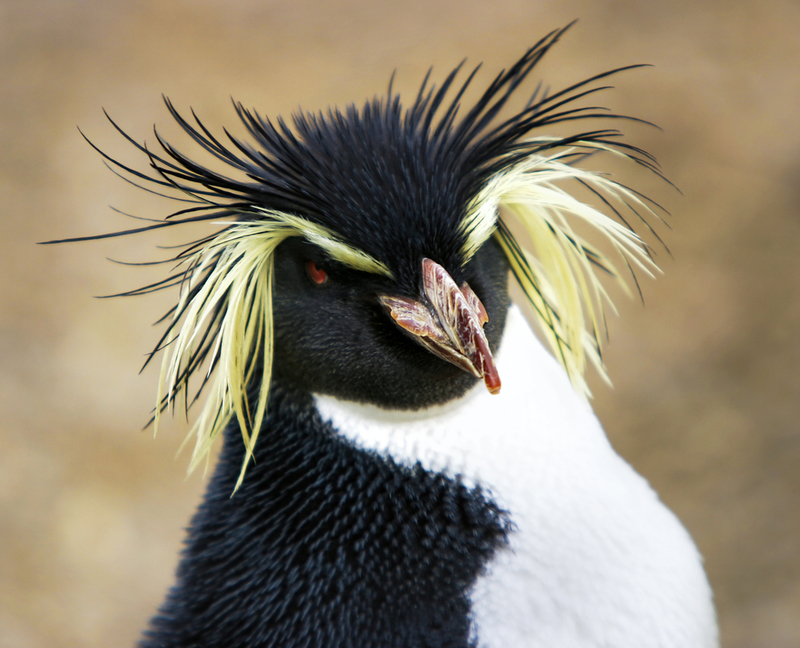 Ready for the Red Carpet | Adam Sharp Photography/Shutterstock