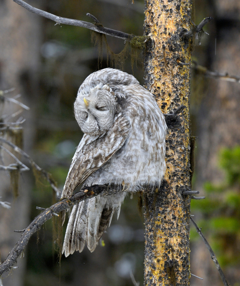 That's One Way to Nap | Alamy Stock Photo by georgesanker