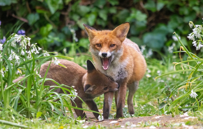 Mom! Charlie Bit Me! | Alamy Stock Photo by R.A.Chalmers Photography