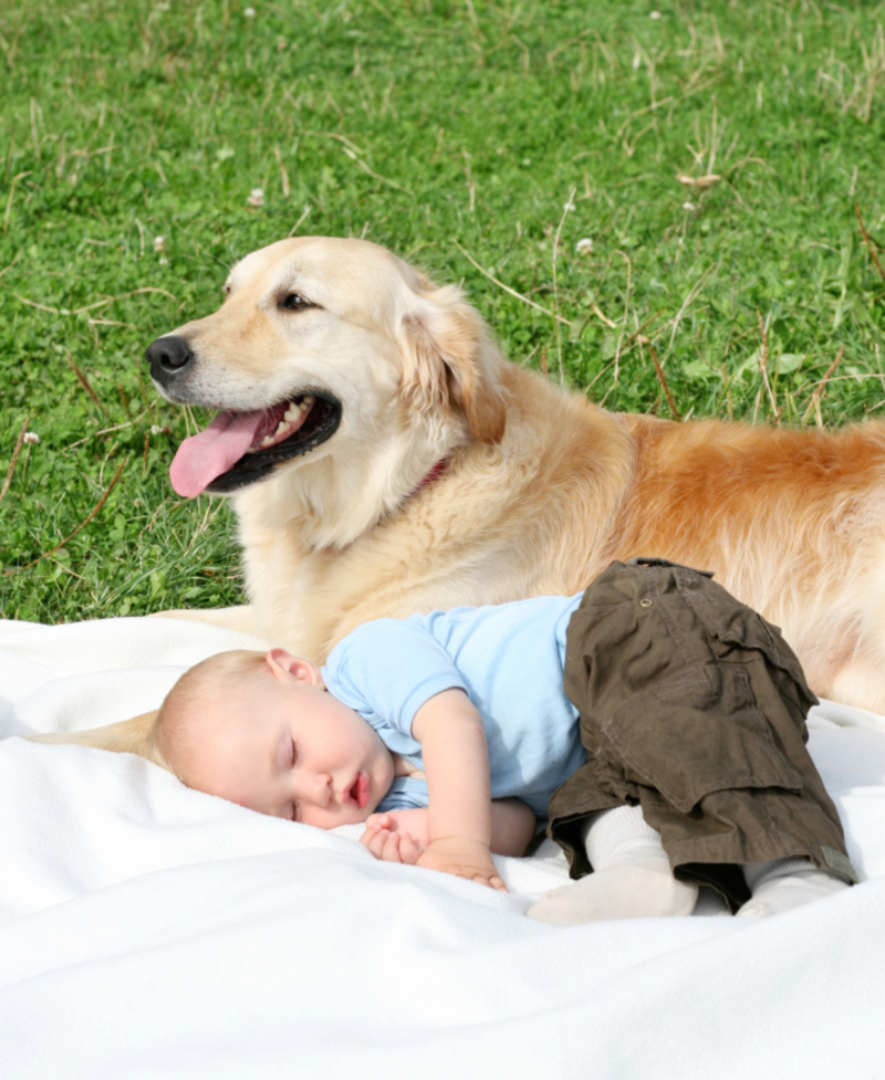 Canine Caretaker | Getty Images Photo by PK Photos