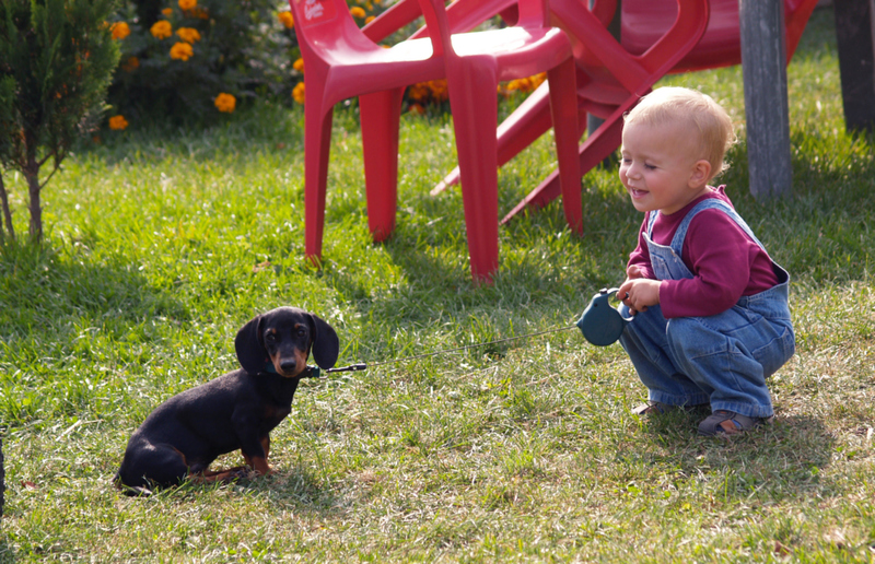  Picturesque Puppy Portrait | Alamy Stock Photo