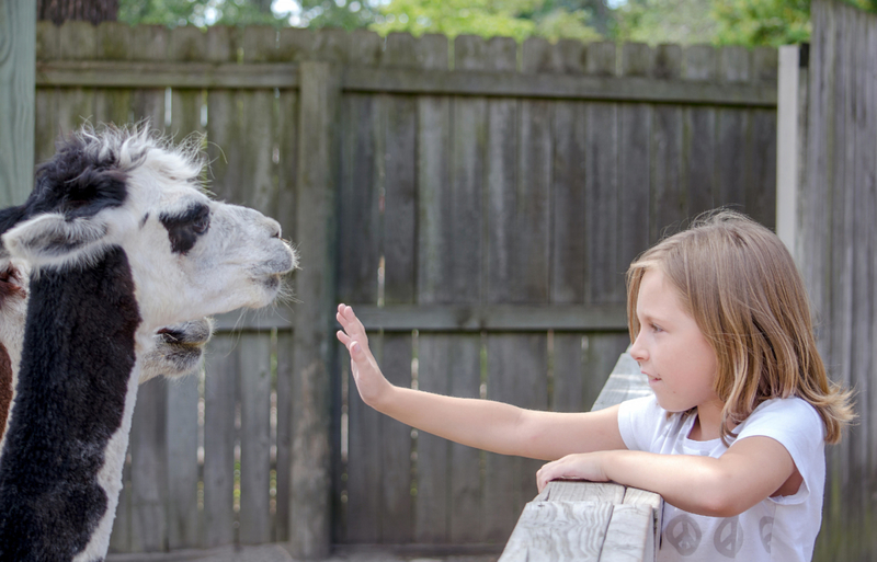 There’s a Llama on Our List | Alamy Stock Photo