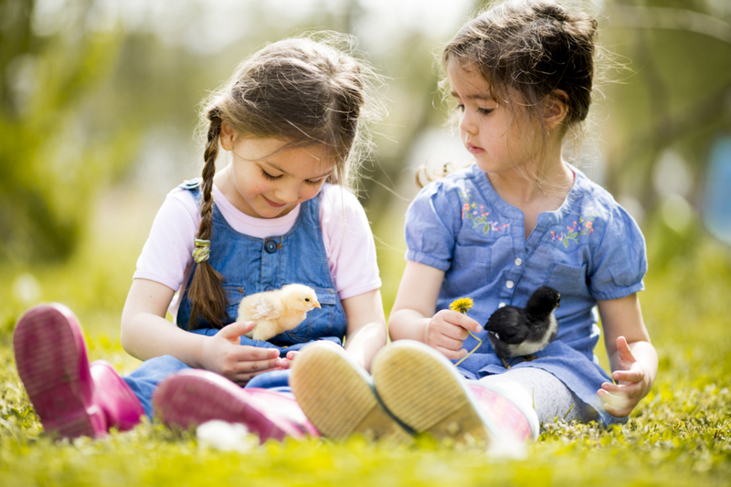 Children & Chicks | Shutterstock