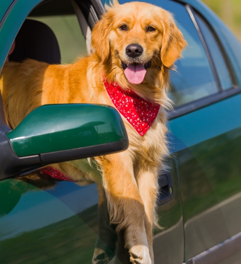 Airing Out His Paw | Shutterstock