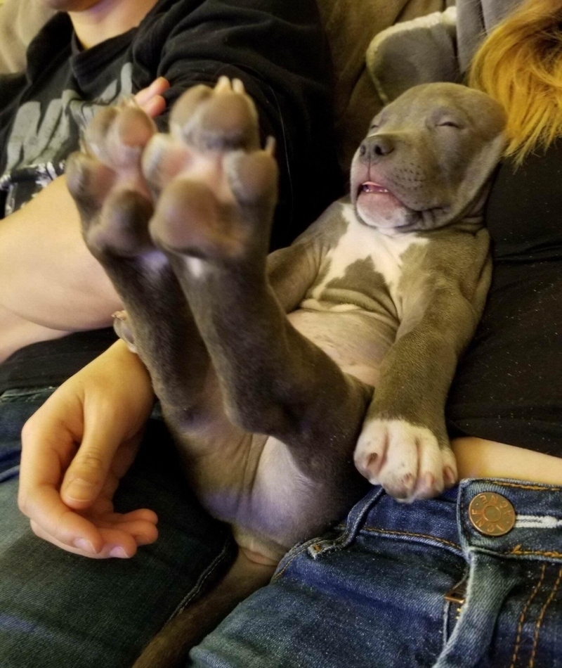 Those Paws | Imgur.com/rSEgtQ8