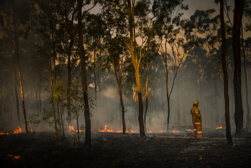 Forest Fire Inspector | Shutterstock