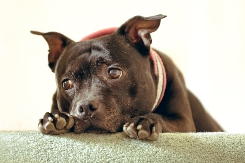 Staffordshire Bull Terrier | Alamy Stock Photo