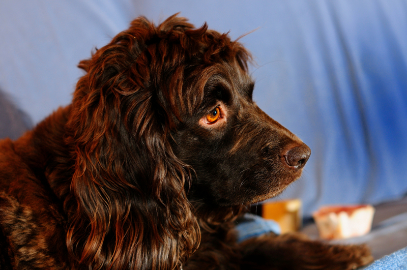 Boykin Spaniel | Shutterstock