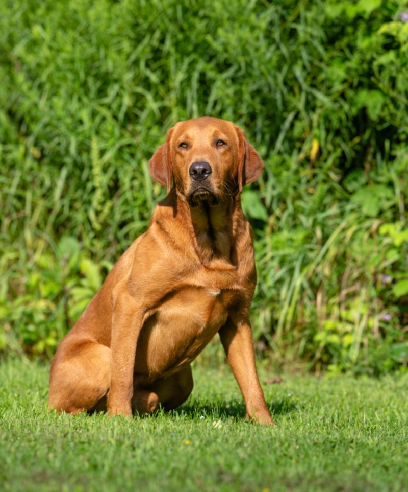 American Labrador | Alamy Stock Photo 