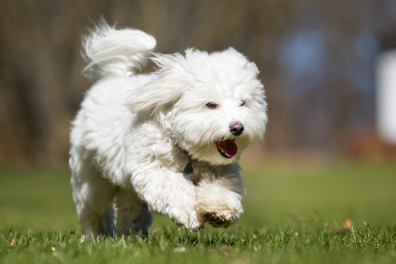 Coton de Tulear | Shutterstock