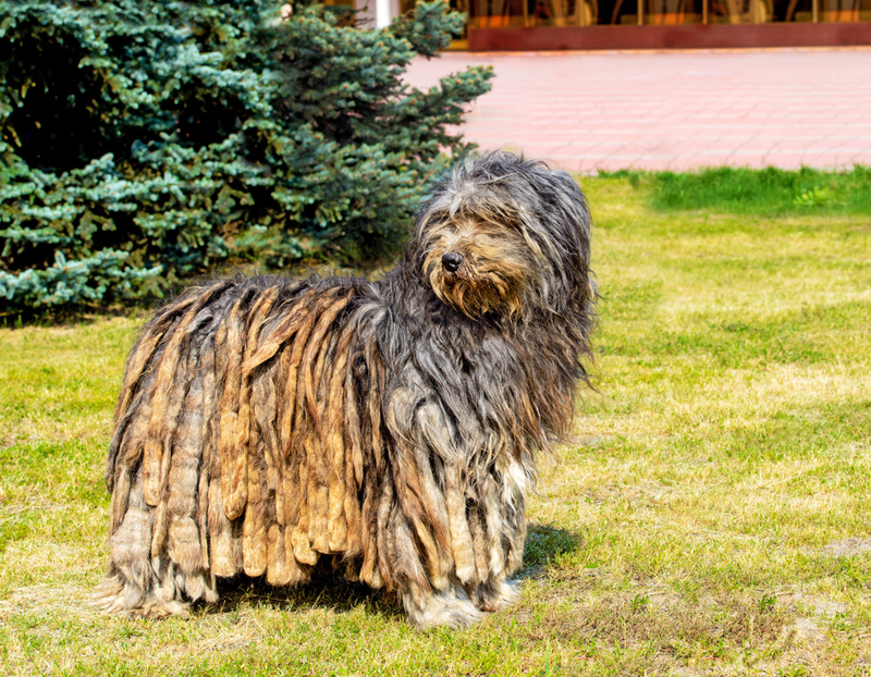 Bergamasco Sheepdog | Shutterstock