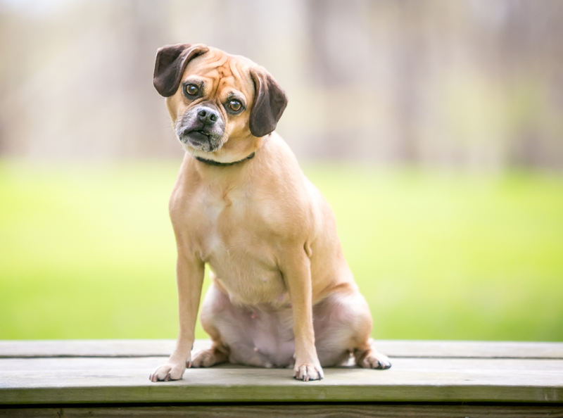 Puggle | Shutterstock