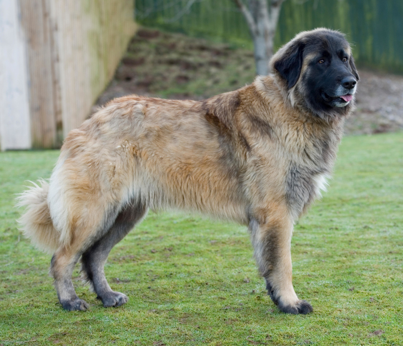 Estrela Mountain Dog | Alamy Stock Photo