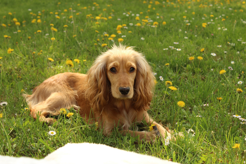 Cocker Spaniel | Shutterstock