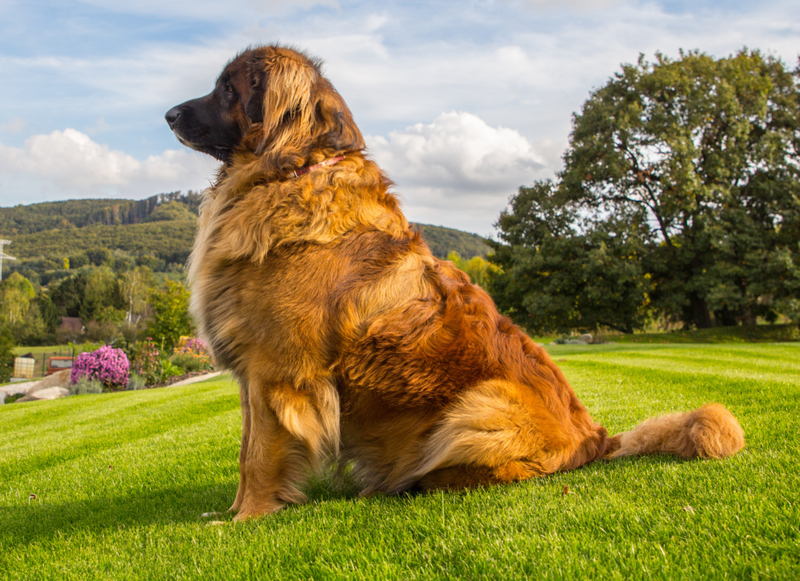 Leonberger | Shutterstock