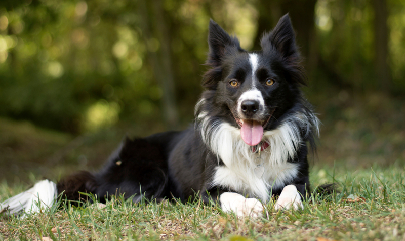 Border Collie | Shutterstock