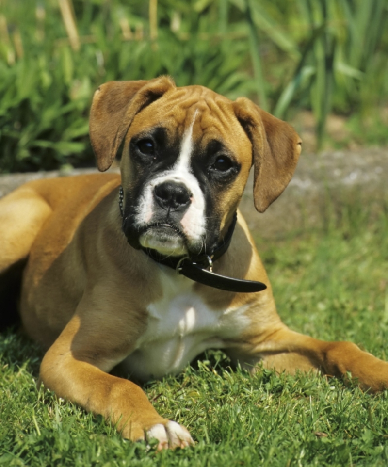 Boxer | Alamy Stock Photo 