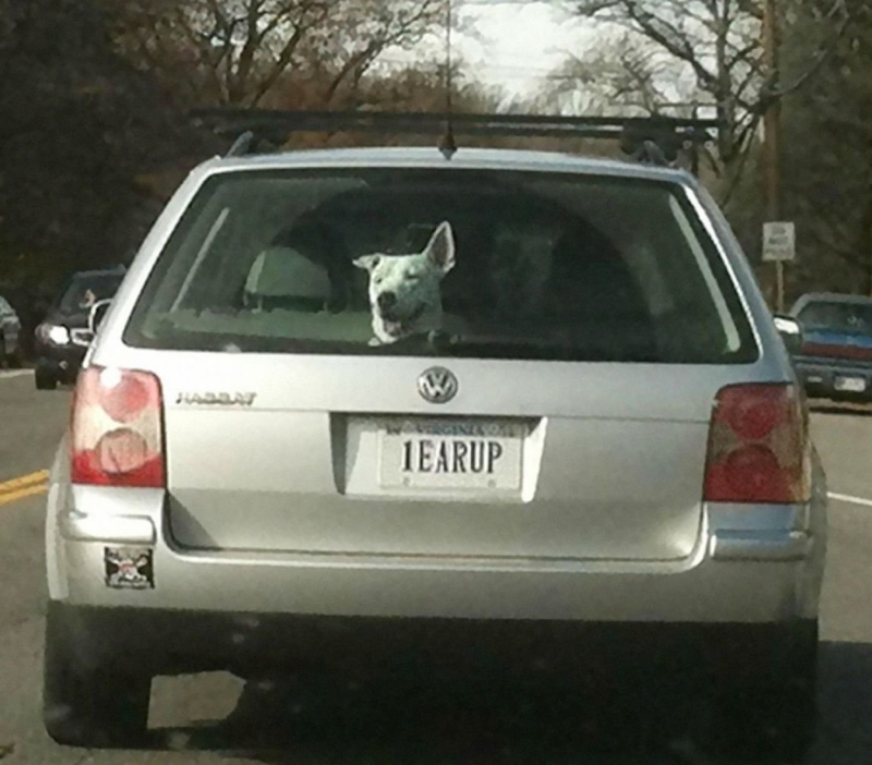 The Paw-fect Vanity Plate | Imgur.com/mQtDPU3