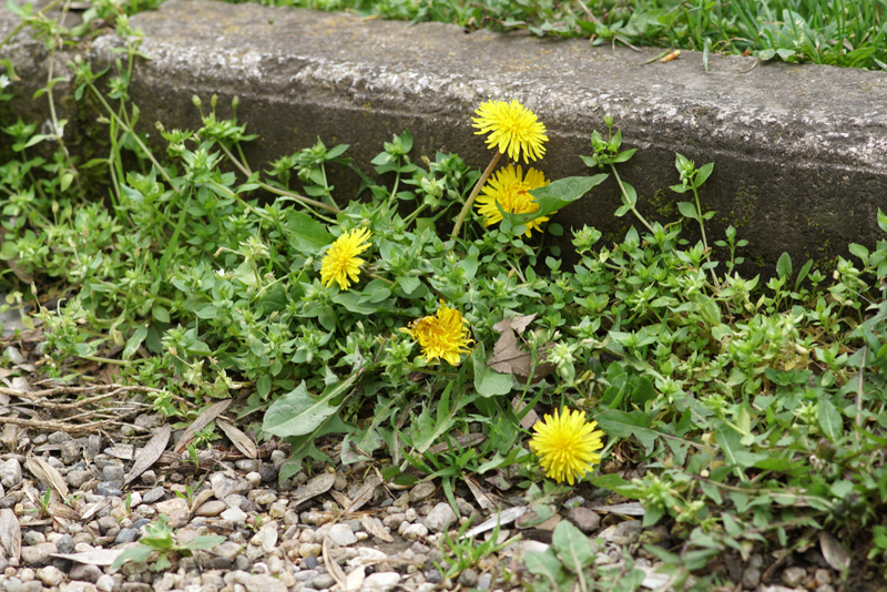 Create a Weed Killer | Aleksandar Cholanchevski/Shutterstock