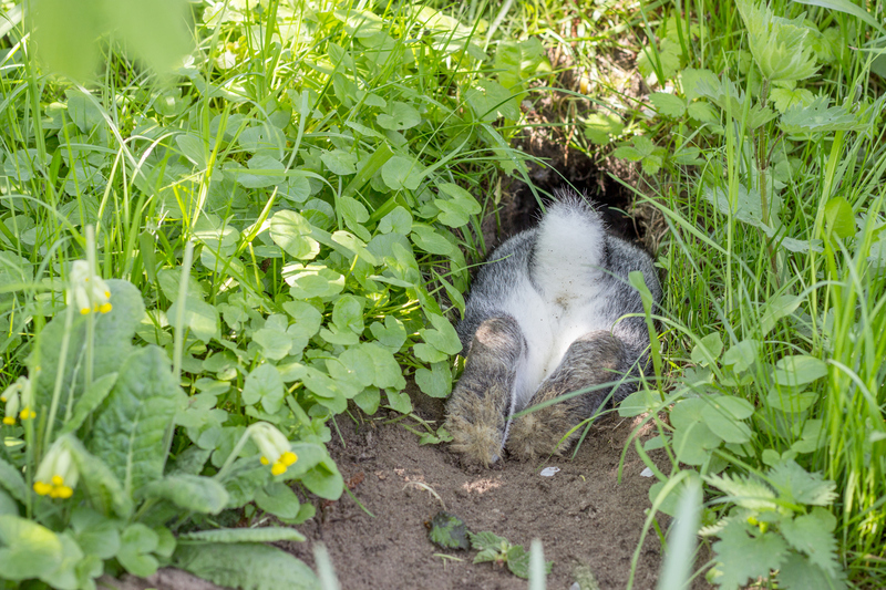 Rabbits in Garden | Getty Images Photo by coramueller