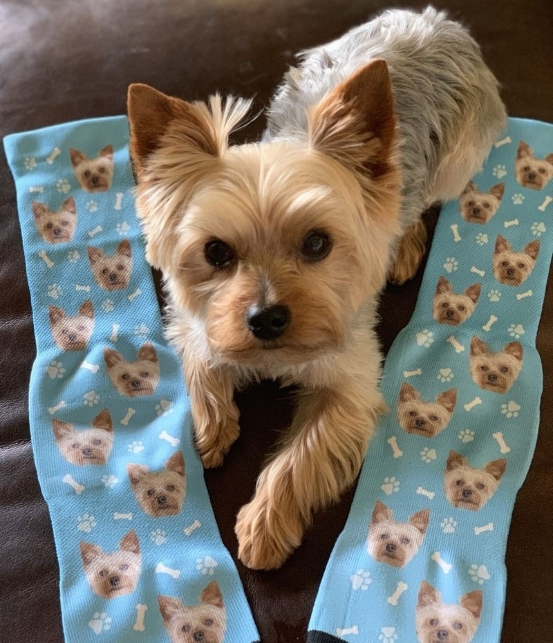 Custom Dog Socks | Instagram/@thesocksery