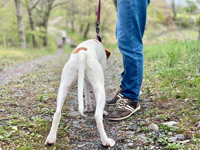 Clean Dog Waste | Shutterstock