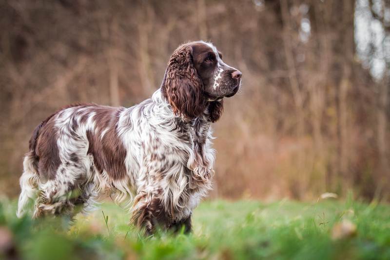 English Springer Spaniel | Aneta Jungerova/Shutterstock