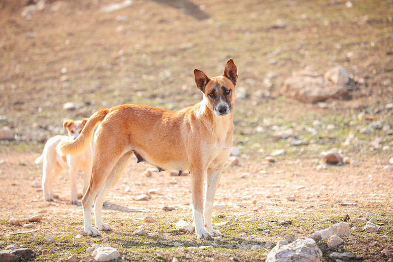 Canaan Dogs | Yousefsh/Shutterstock