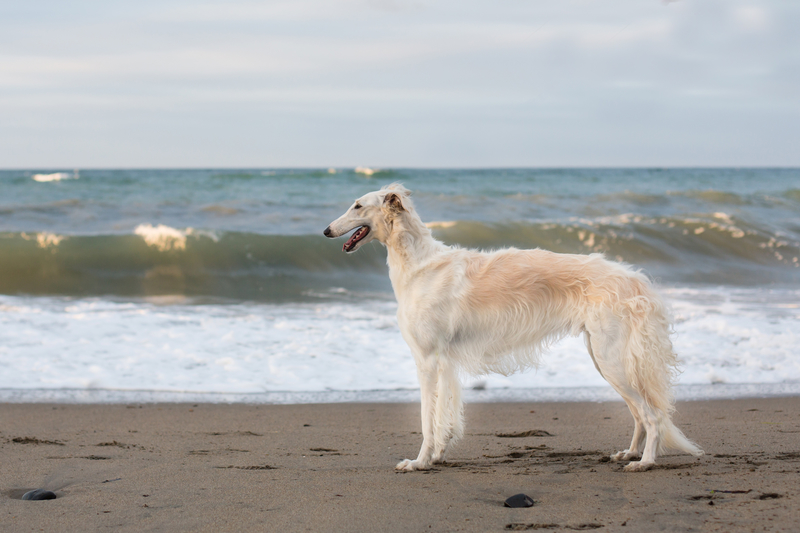 Borzoi | Anastasiia Cherniavskaia/Shutterstock