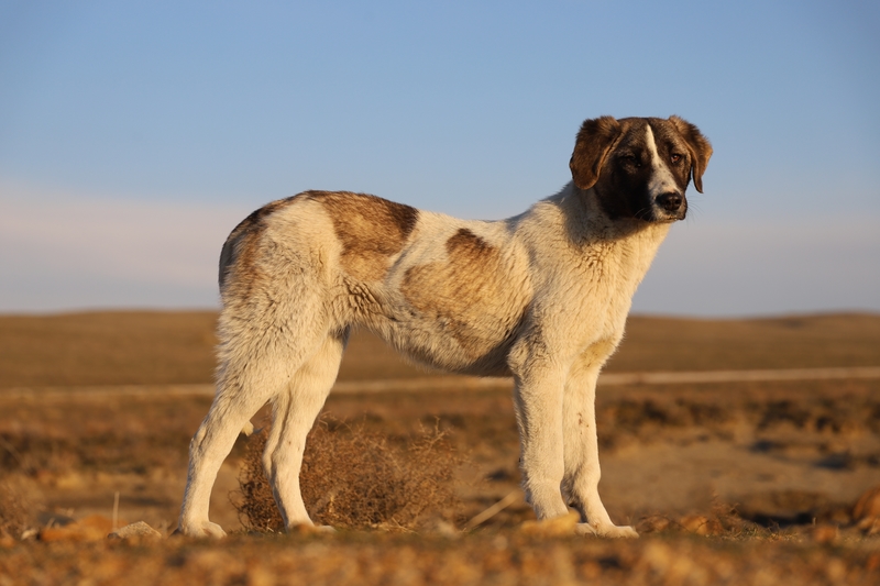 Rafeiro do Alentejo | omerfarukguler/Shutterstock