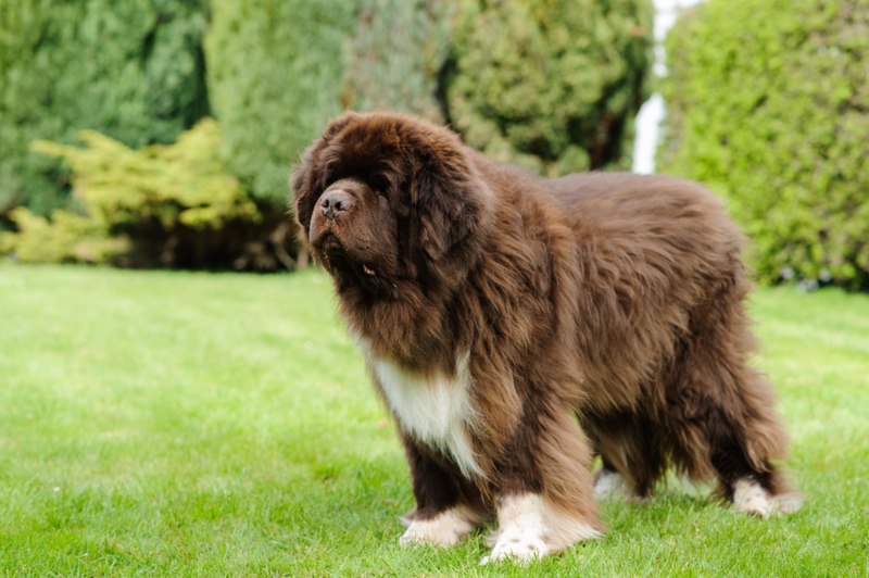 Newfoundland | Alamy Stock Photo by Richard Lane