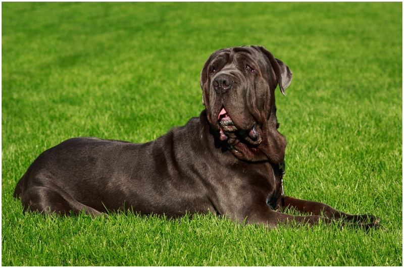 Neopolitan Mastiff | Olga Aniven/Shutterstock