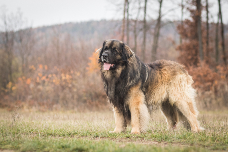 Leonberger | AnetaZabranska/Shutterstock