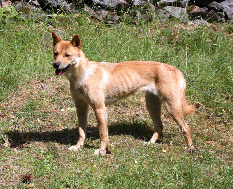 Korean Jindo Dog | Alamy Stock Photo by roger tillberg