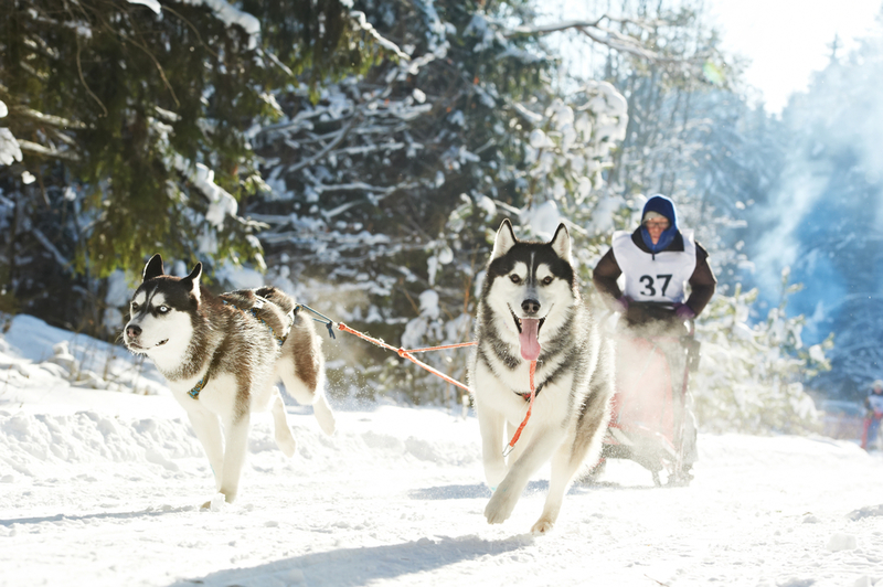 Siberian Husky | Dmitry Kalinovsky/Shutterstock 