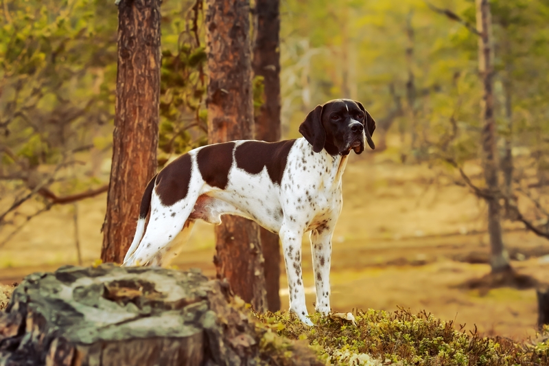 Pointer | Jelena Safronova/Shutterstock