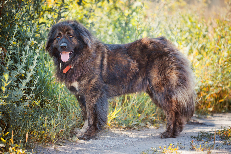 Caucasian Shepherd | Julia Shepeleva/Shutterstock