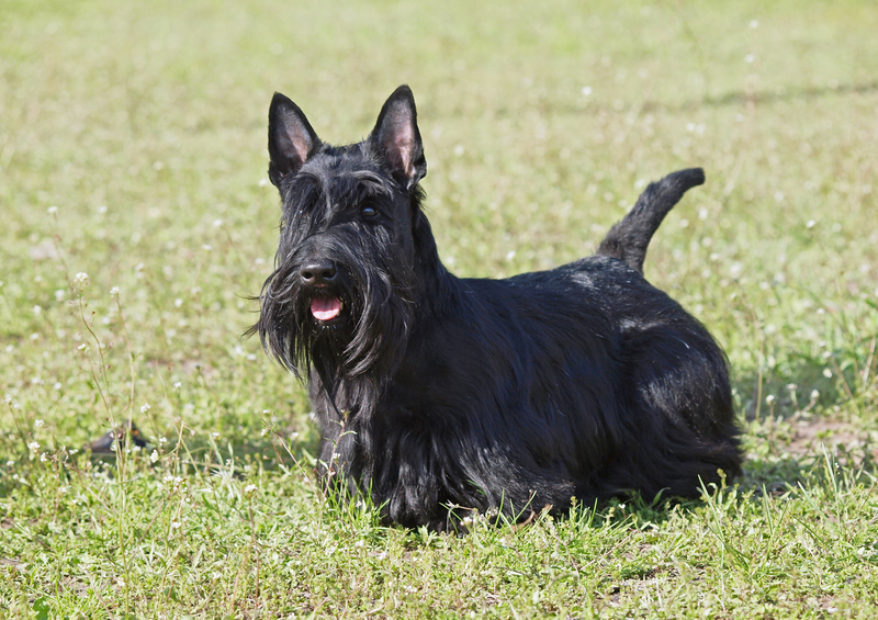 Fila Brasileiro  Breed Information – Dogs Jelena Dog Shows