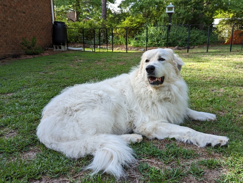 The Great Pyrenees | Sierra Tango/Shutterstock 