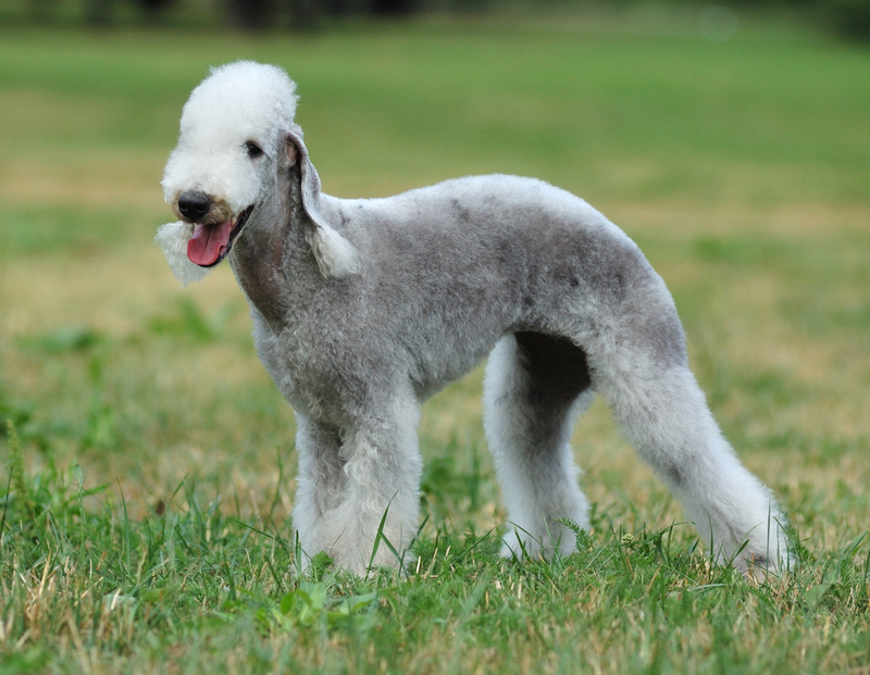 Bedlington Terrier | Natalia V Guseva/Shutterstock