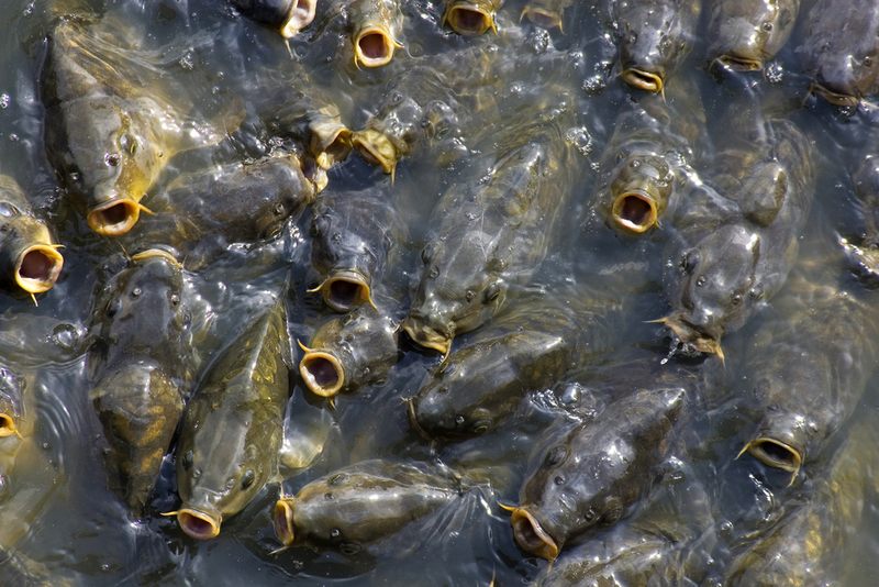 Time to Get the Net | Shutterstock