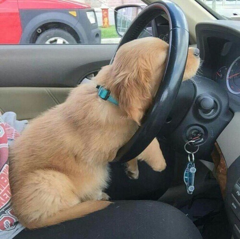 I Told You...I'm Driving | Imgur.com/J24C6kr