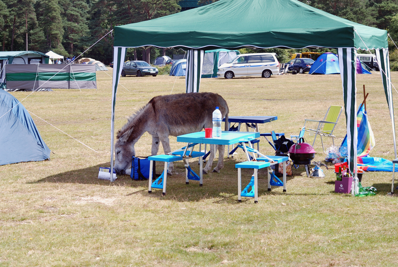 A Stubborn Donkey | Alamy Stock Photo